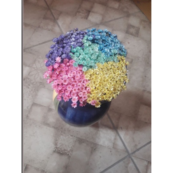 850 flores sempre viva colorida um pouco de cada + brinde da loja tipo 1  EXTRAS NA PROMOÇAO | Shopee Brasil
