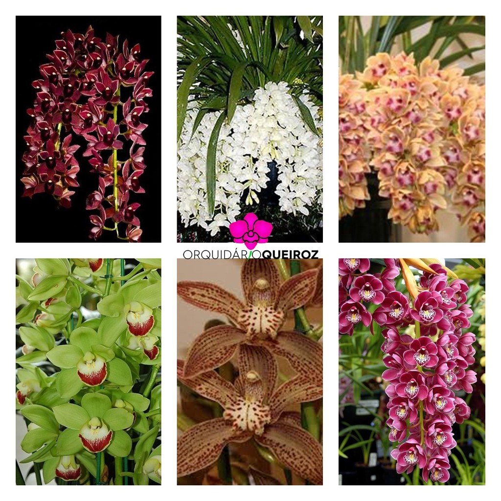 Kit 6 Orquídeas Cymbidium Pendentes Raras Com Identificação | Shopee Brasil