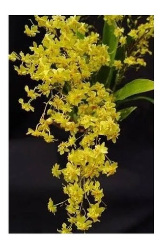 Oncidium Twinkle Amarela Adulta (mini Orquidea) | Shopee Brasil