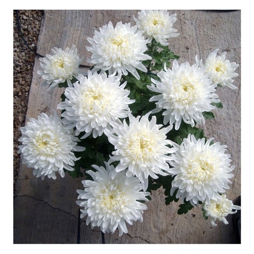 100 Sementes De Crisantemo Branco - | Shopee Brasil