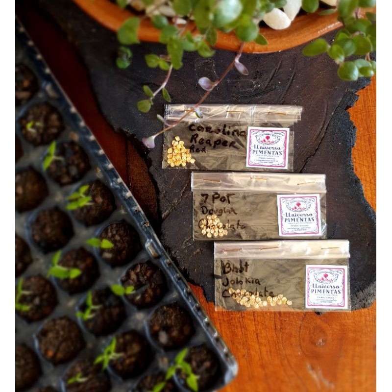 Kit Sementes de Pimenta As mais fortes do mundo você encontra aqui