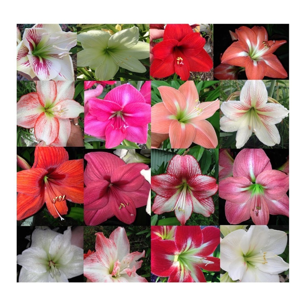 50 Sementes Flores Amarilis Flor Para Mudas + Brinde | Shopee Brasil
