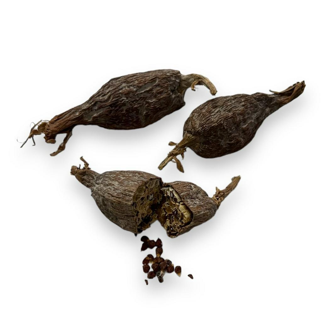 Fava de Atare P/ Rituais Umbanda Candomblé Qualidade Premium em Oferta na Shopee