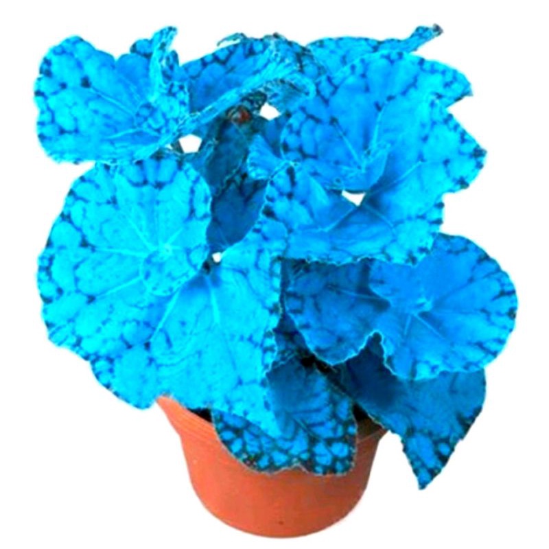 5 sementes desta linda Begônia Azul | Shopee Brasil