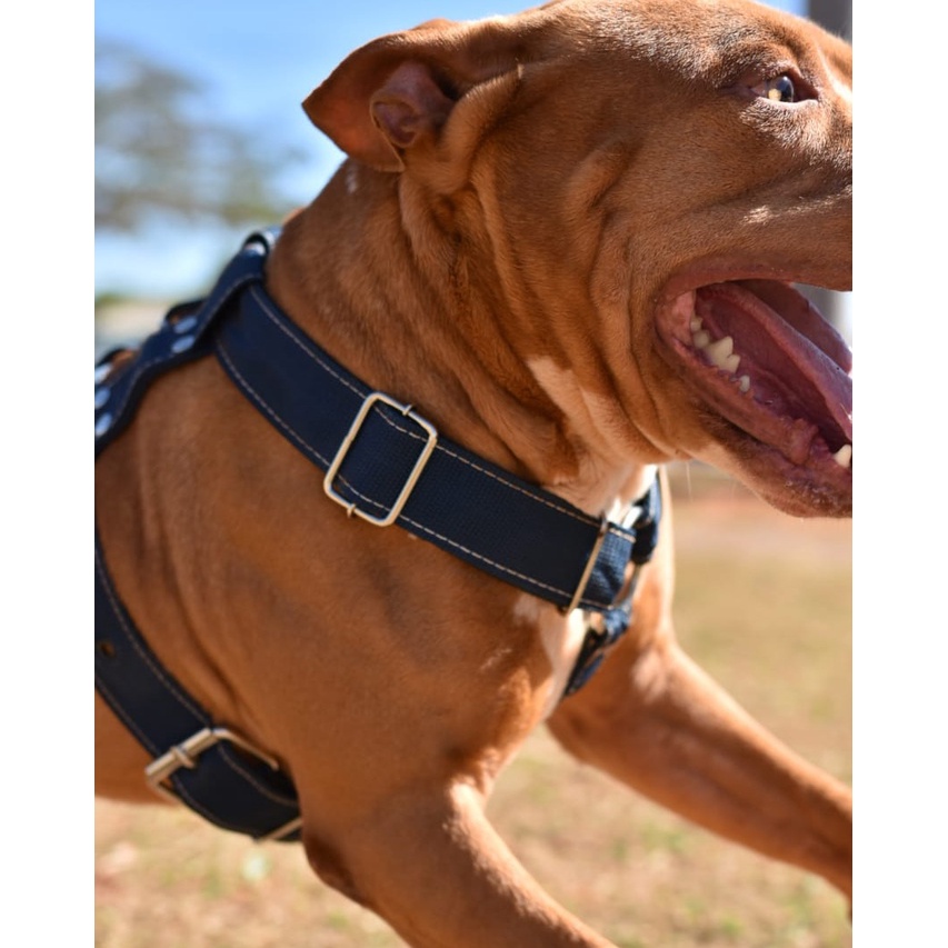 Peitoral Tração Animal Treinamento e Passeio Cachorro Dog Cão Grande Porte Pit Bull Rottweiler