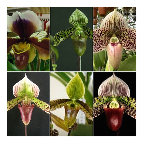 Orquídea Sapatinho Paphiopedilum Kit C/08 Espécies Diferente | Shopee Brasil
