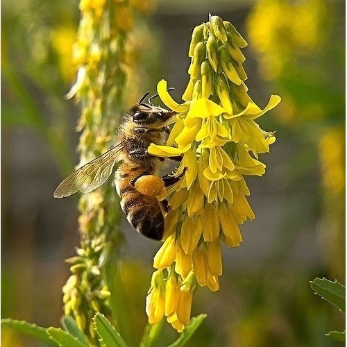 Melilotus Officinalis Flor Apícola P/ Mudas 500 Sementes Sadias