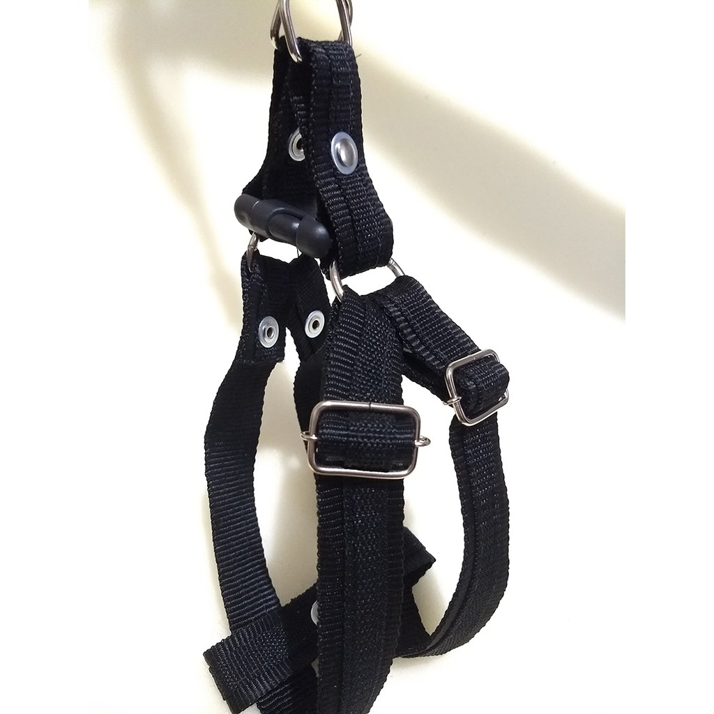 Akita Americano: Onde Comprar | BuscaProdutos