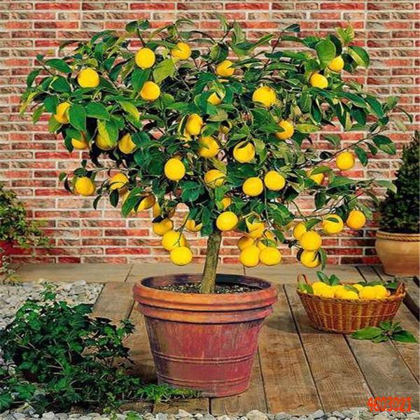 20 Sementes Do Limão Siciliano Alta Produção! | Shopee Brasil