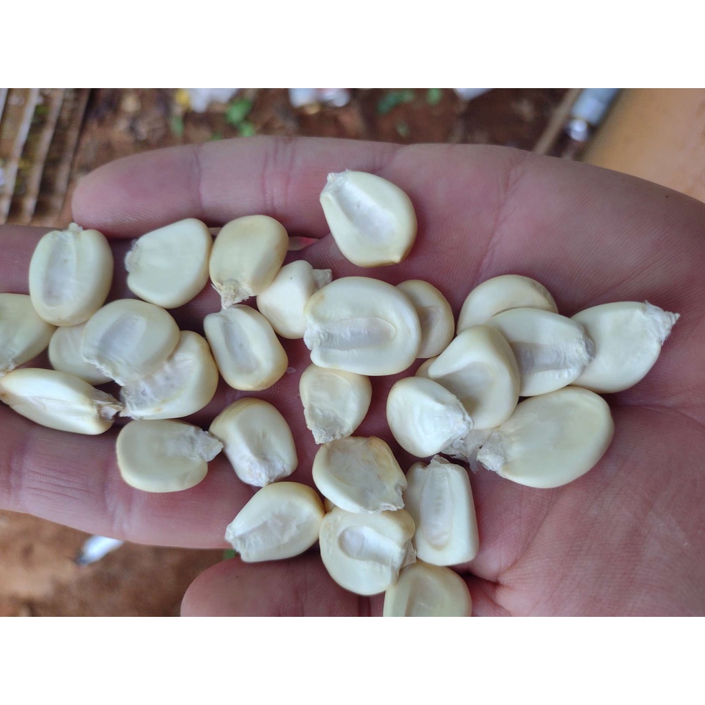 30 Sementes de Milho Branco Gigante Peruano Andino Para o Plantio / Crioulas Originais
