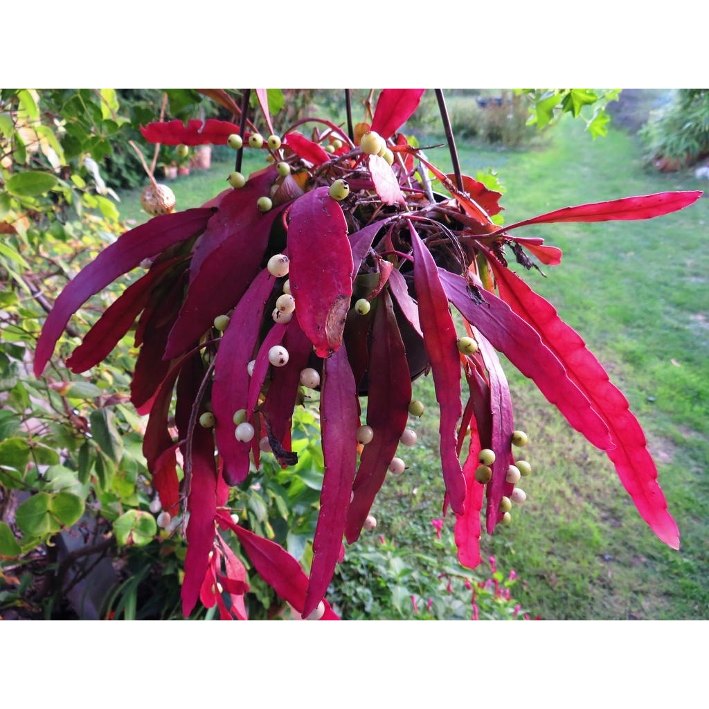 350 Sementes Cacto Macarrão Rhipsalis Ramulosa Suculenta