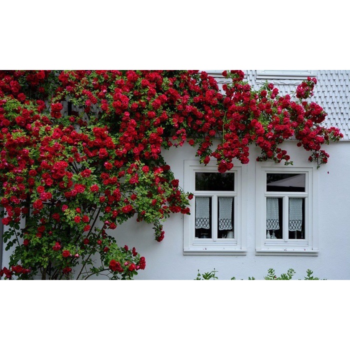 Flor Rosa Trepadeira Frete Barato Vermelha Sementes Sadias P/ Mudas