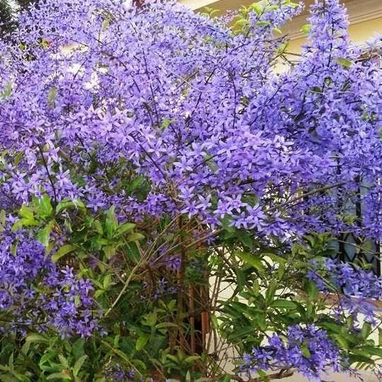 300 Sementes Flor De São Miguel Azul (petrea Volubilis) | Shopee Brasil