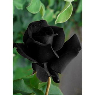 100 Sementes De Rosa Preta - Rosas Raras -
