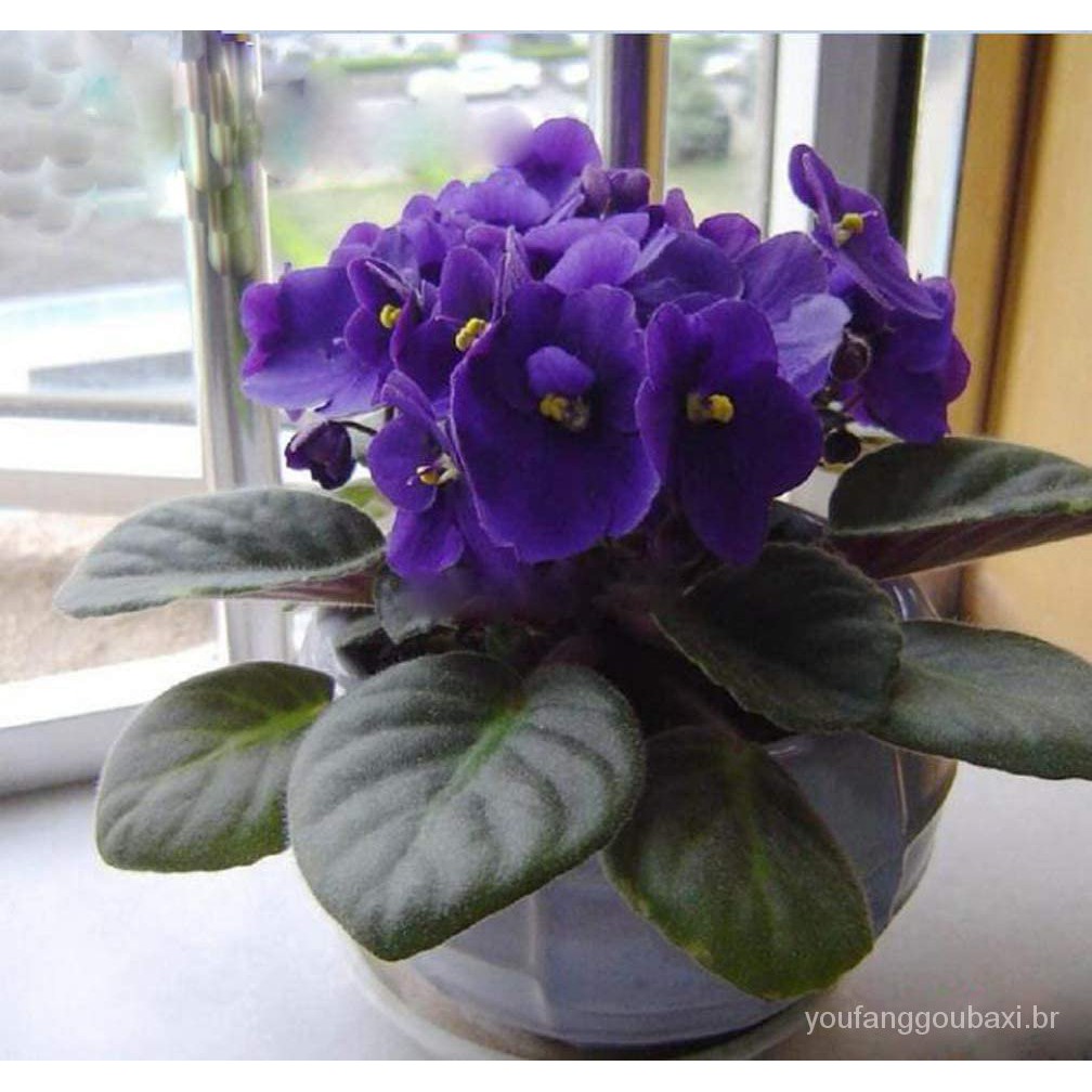 50 Pcs Violeta Africano Sementes De Plantas Sementes Varanda Interior Flores  Planta Violeta Para Casa Jardim Bc1V | Shopee Brasil