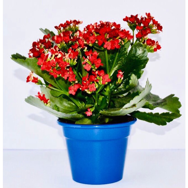 kit 2 peças vaso cachepot pote 15 cm color (orquídeas/crisântemo/kalanchoe)