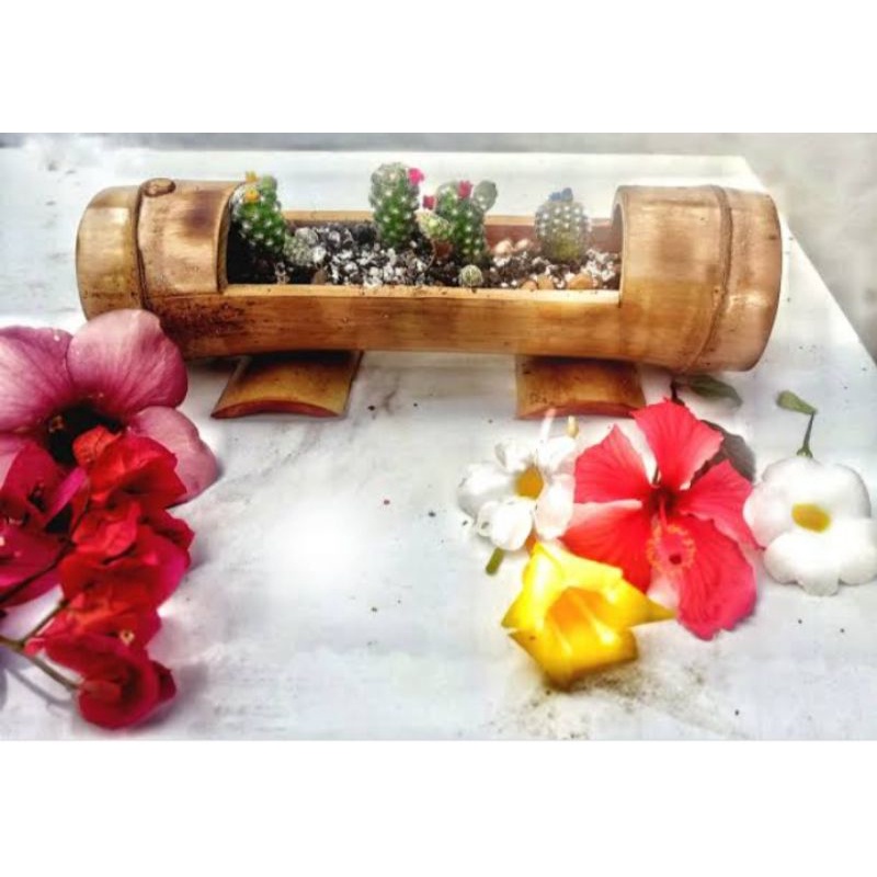 Vaso de Mesa Bambu Gigante Flores Suculentas, Cactos