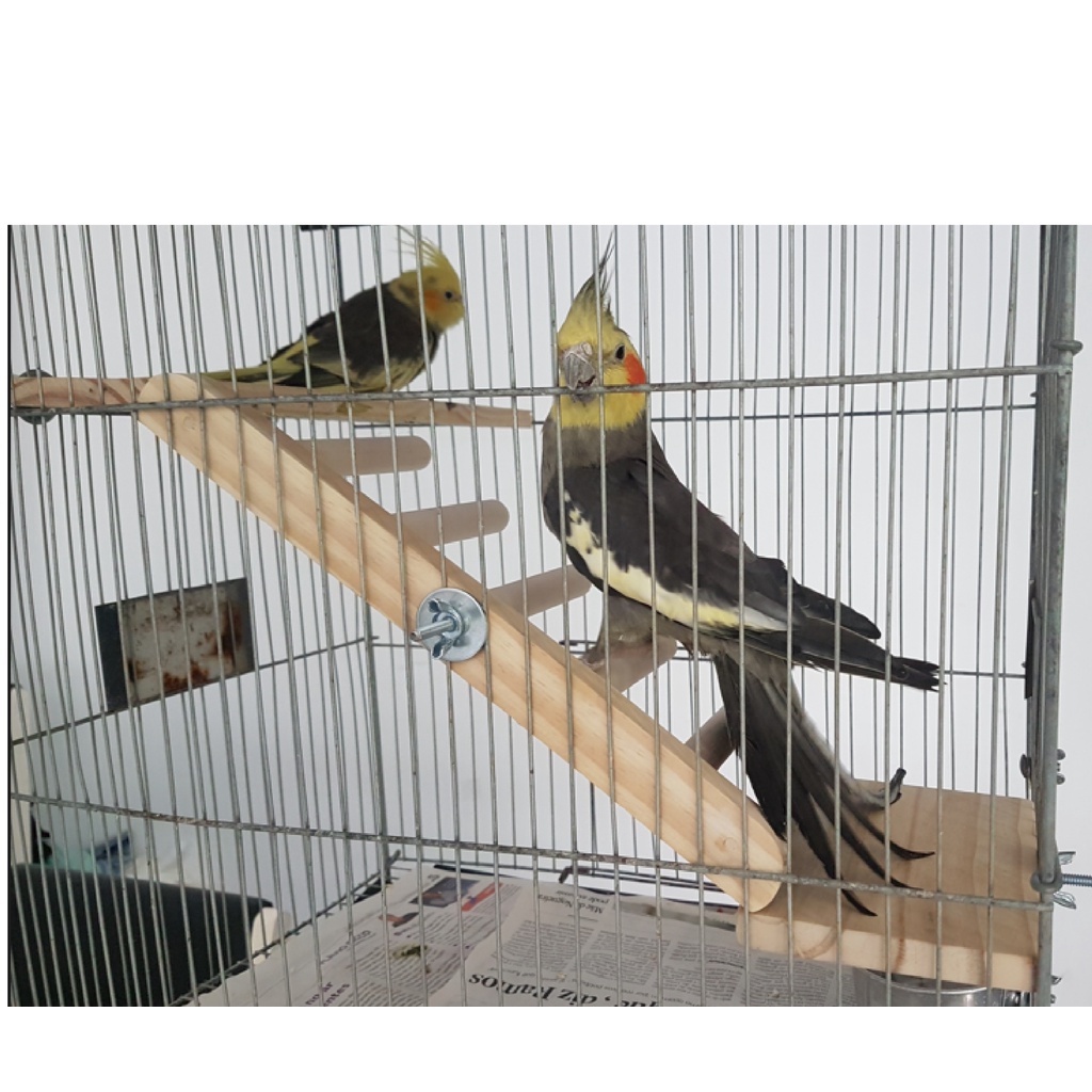 Escada 30 cm, poleiro, pássaros e aves de gaiolas, Roselas- Jandaias- Marianinha- Lóris- Papagaios- Ring necksh em Oferta na Shopee