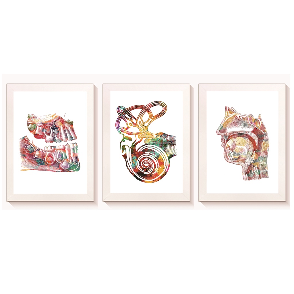 Kit 3 Quadros Decorativos  Otorrinolaringologia Molduras 20x30cm Madeira Vidro Brancas