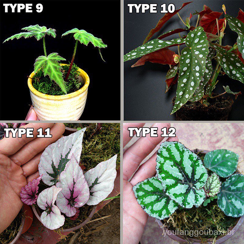 50 Pcs 16 Tipos De Sementes De Plantas Raras Begonia Bonsai Sementes De  Plantas Para Decoração De Jardim 0fsw | Shopee Brasil