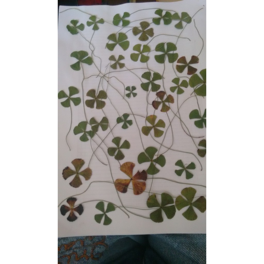 TREVO 4 folhas / 100  folhas 🍀 em Oferta na Shopee