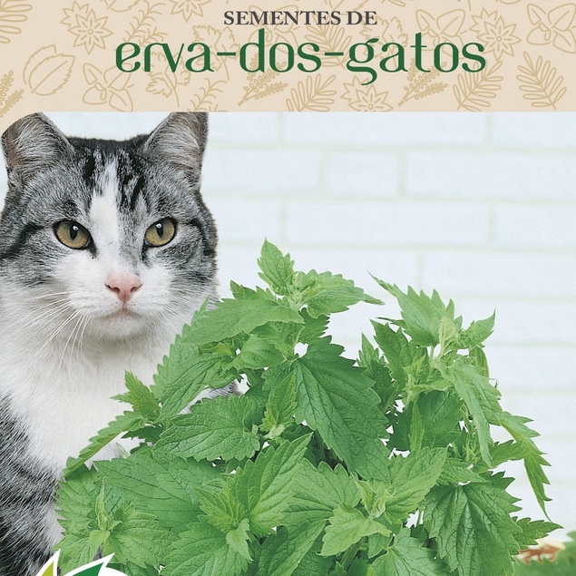 Sementes De Ervas Dos Gatos 250mg Catnip Envelope Com 400 Sementes em Oferta na Shopee