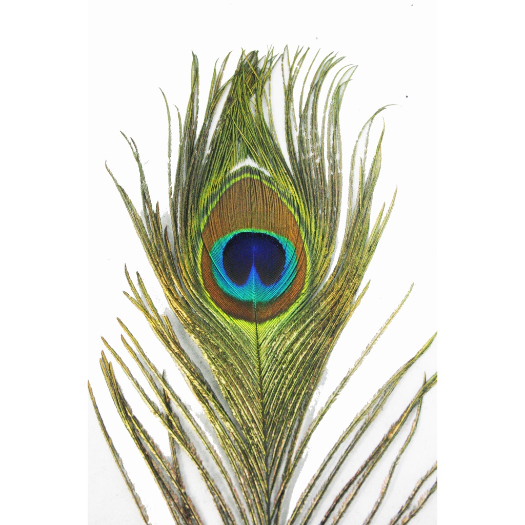 2 UNIDADES:  Penas ( Plumas ) Naturais olhos da calda De Pavão Azul para Artesanato ou decoração.