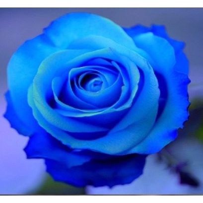 Rosa Azul Flor Exótica Blue Roseira Rara 10 Sementes