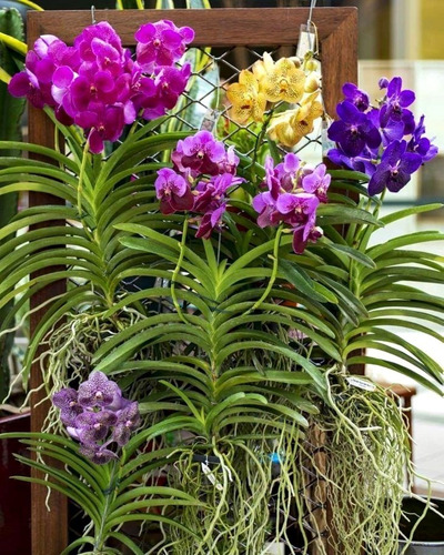 Muda Adulta De Orquidea Vanda Grande Pronta Entrega Promocao | Shopee Brasil