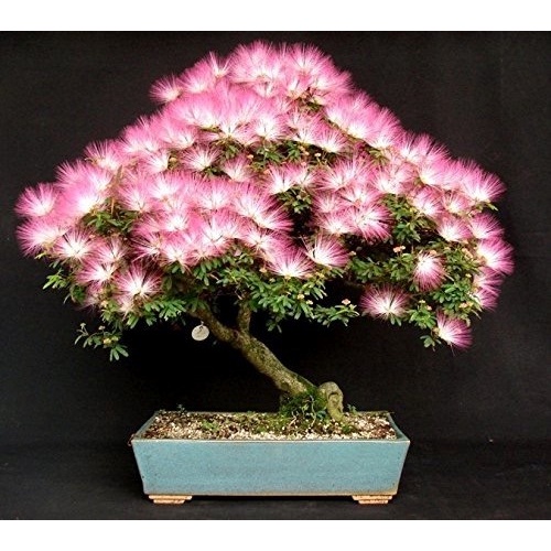 120 Sementes Sadias Albizia Julibrissin Rosa Caliandra - Jardim Decoração