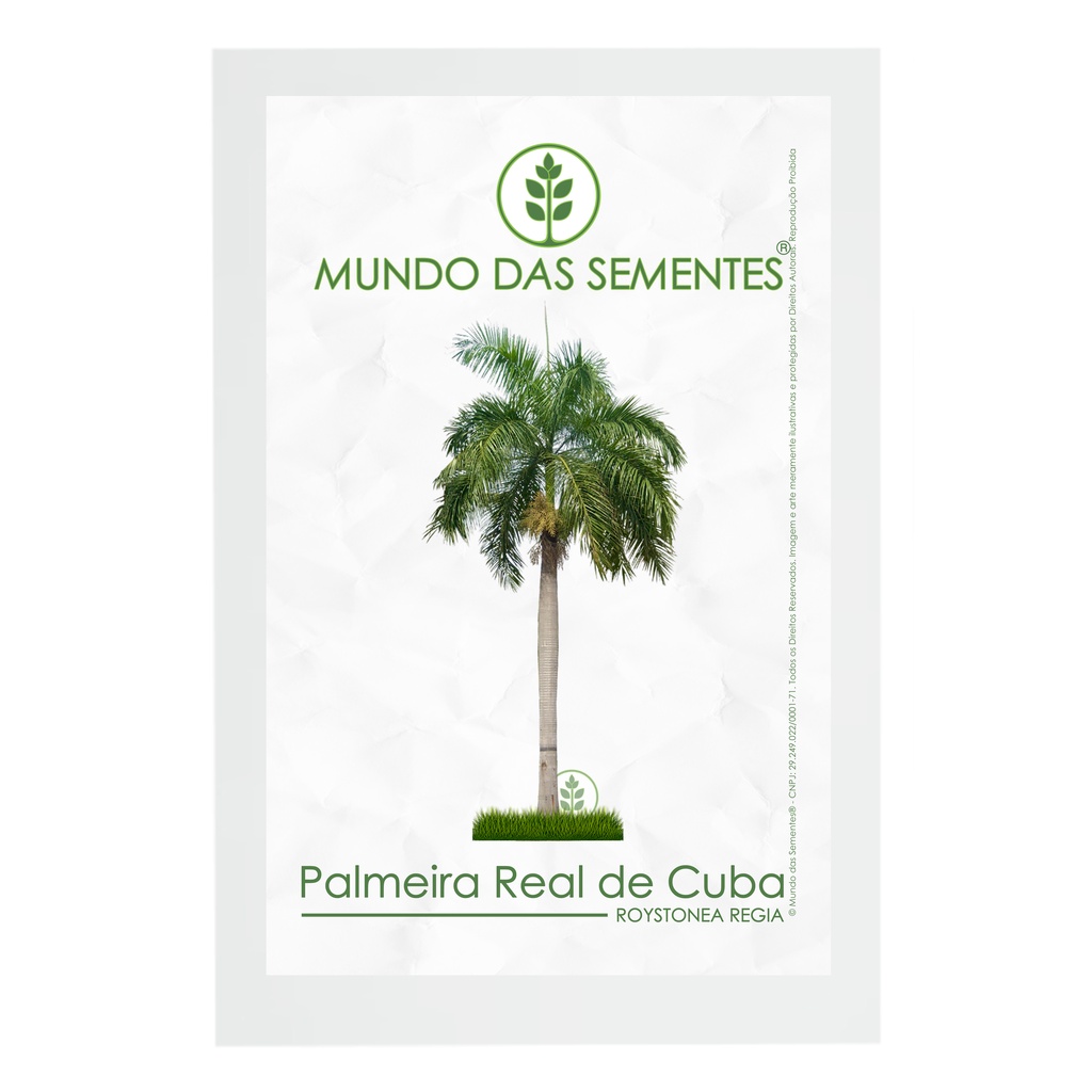 5 Sementes de Palmeira Real de Cuba Roystonea Regia Premium | Mundo das Sementes®