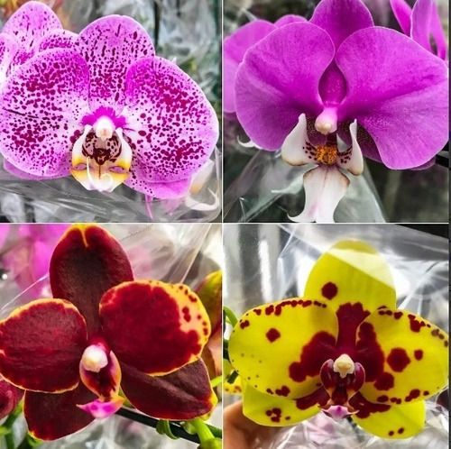 Pacote 05 Mudas Orquídea Phalaenopsis E Dendrobium No Vaso | Shopee Brasil