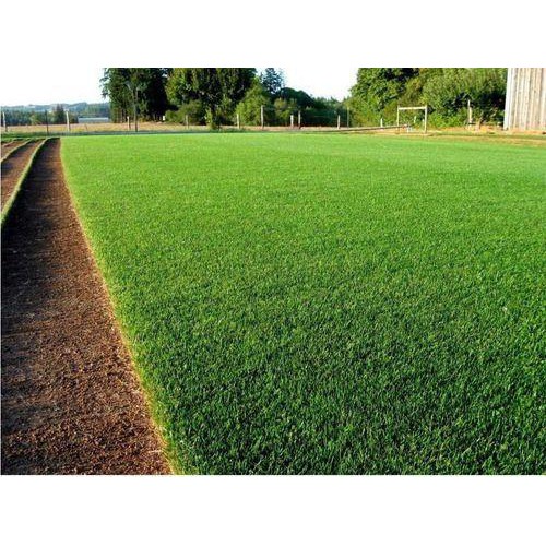 Sementes De Grama Para Jardim - Resistentes Ao Sol