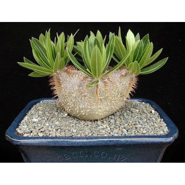 Sementes Suculenta Pachypodium Rosulatum Adenium