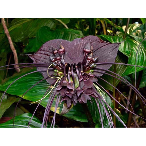 10 Sementes De Flor Morcego exótica | Shopee Brasil