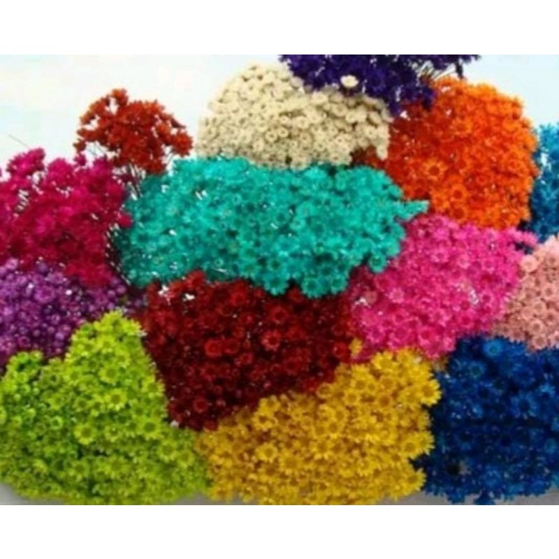 1000 flores coloridas desidratadas naturais tipo 1. | Shopee Brasil
