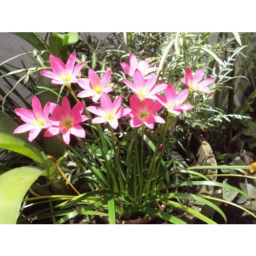 10 Sementes De Lirio Do Vento Rosa Zephyranthes candida | Shopee Brasil