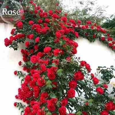 40Sementes Sadias Flor Rosa Trepadeira Vermelhas P/Sementes Sadias Importadas