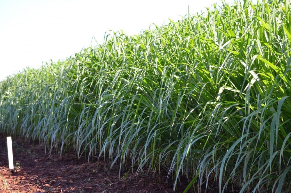 Semente Capim Zuri 20kg Silagem Frete Grátis Boa Produção REF:03TP