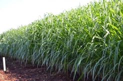 Semente Capim Zuri 20kg Silagem Frete Grátis Boa Produção REF:03TP