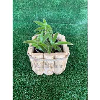 Kit 20pçs Vaso Cachepô 6x6cm Madeira Café Rústico — imagem 2 de 2