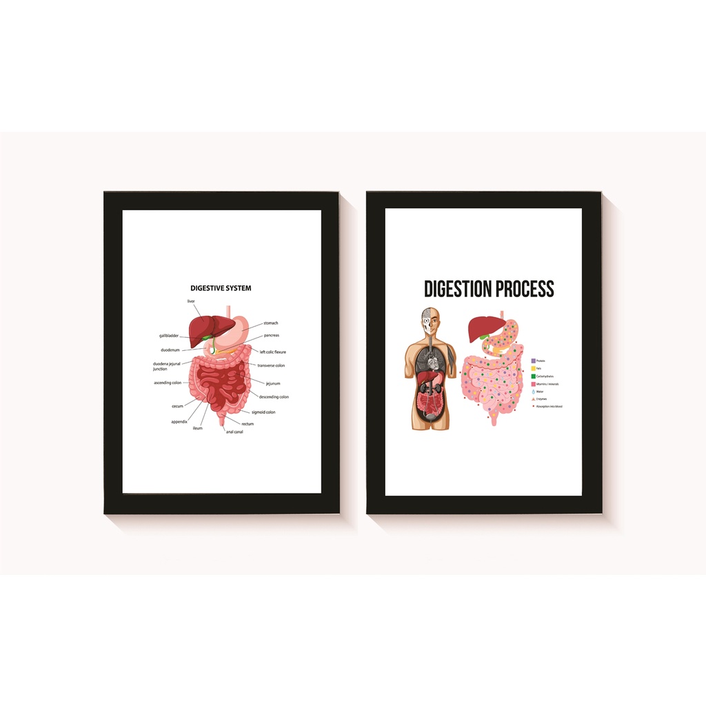 Kit 2 Quadros Decorativos Sistema Digestivo Consultório Gastroenterologia Molduras 20x30cm Madeira
