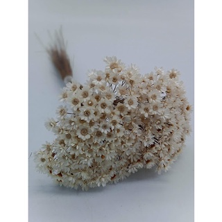 Flores Seca Sempre Viva Para Lembrancinhas e Decoração 250 500 750 1000 flores desidratadas em Oferta na Shopee
