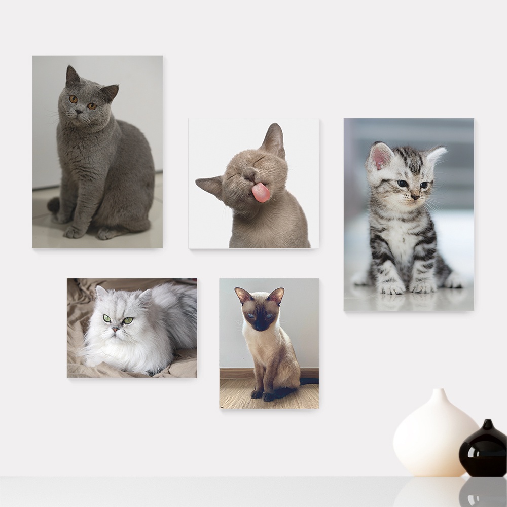 Kit 5 Quadros Decorativos Placas - Pet Shop - Gatos - Animais - Veterinário Casa Quarto Sala - 255ktpl5