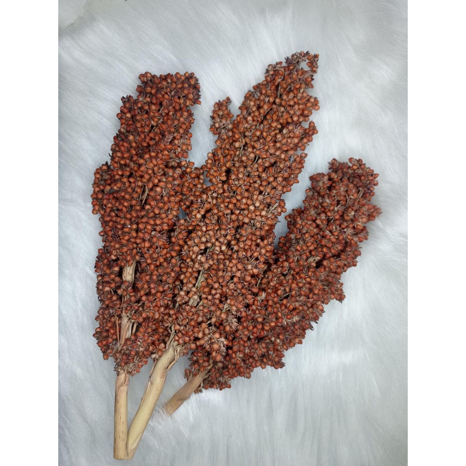 Sorgo em Cacho Tamanho Especial (Sorghum Spray)