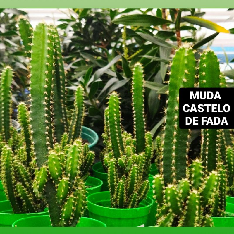 Cacto Castelo de Fada - Acanthocereuls tetragonus | Shopee Brasil