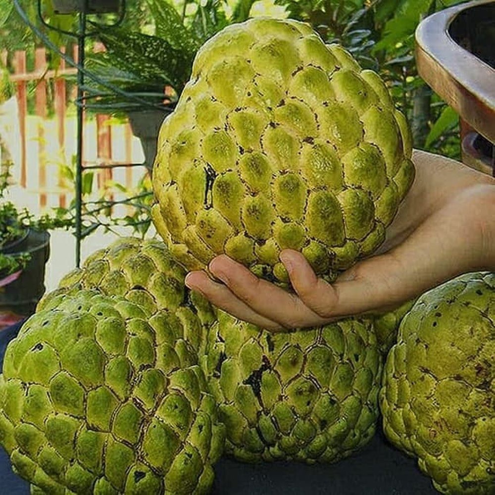 Sementes Da Fruta Pinha Gigante Para Plantio De Mudas BeeCost