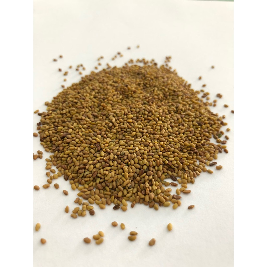 Semente de Alfafa Crioula - 500 g