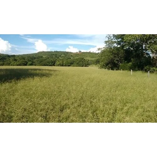 20kg sementes de capim corrente plantio , serve para cavalos,  vacas, gado, bodes , galinhas, ovelhas