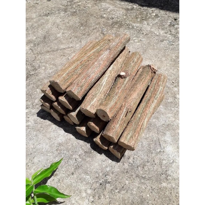 Toco Para Fixar Orquídea De Sansão Do Campo Kit 6 Unidades com 20 cm de Comprimento e (3,5 à 4,5) cm de Diâmetro